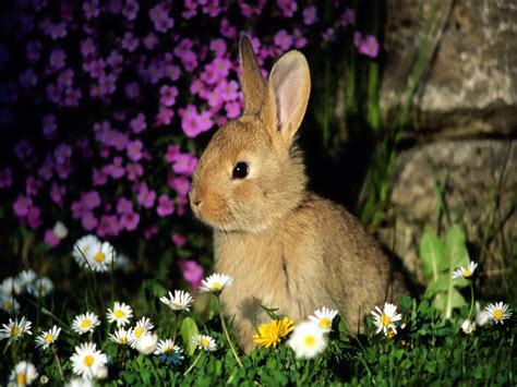 Top 33 Beautiful And Cute Rabbit Wallpapers In Hd