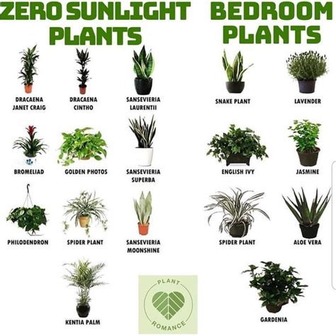 Zero Sunlight And Hard To Kill Plants Plants Plant Decor Indoor