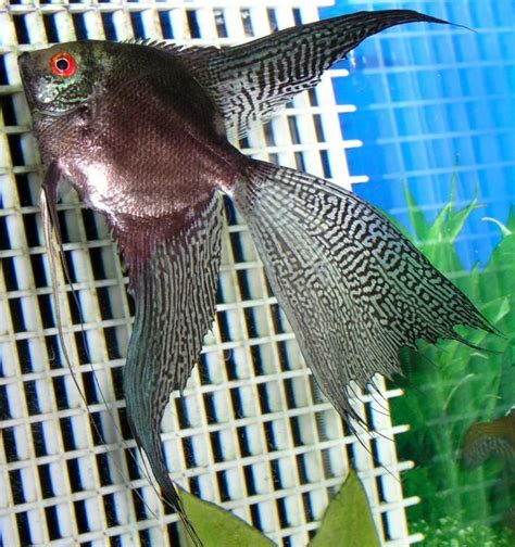 The Angelfish Society Phenotype Library Leopard