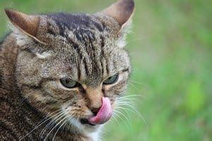 Problems arise when cats leave their tongues out constantly. Why Do Cats Stick Their Tongue Out? Is It A Symptom?
