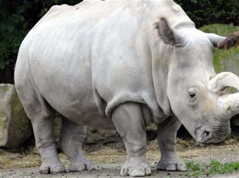 يعيش سودان حاليا في محمية في كينيا حيث يحاول العلماء تزويجه. معلومات عن وحيد القرن المنقرض الذي قتله "الموت الرحيم" (صور) | مصراوى