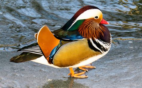 Desktop Wallpaper Animal Duck Mandarin Duck Colorful Hd Image