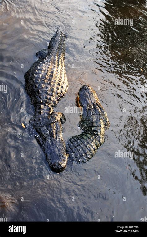 Crocodile Vs Alligator Fight