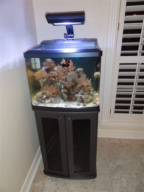 New 29 Gallon Biocube Hqi With Stand Fish Live Rock And Coral For