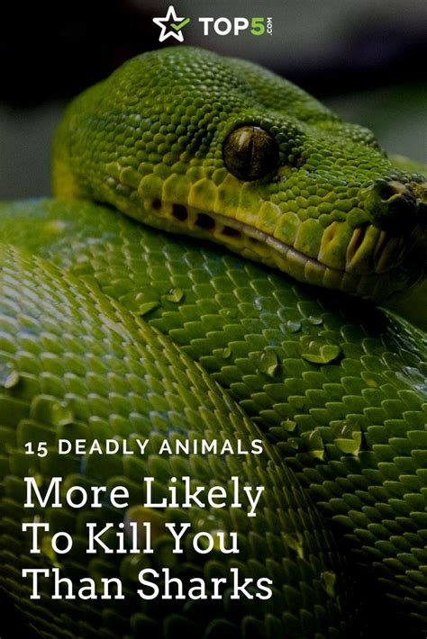 50 Deadly Animals More Likely To Kill You Than Sharks Top5 Deadly