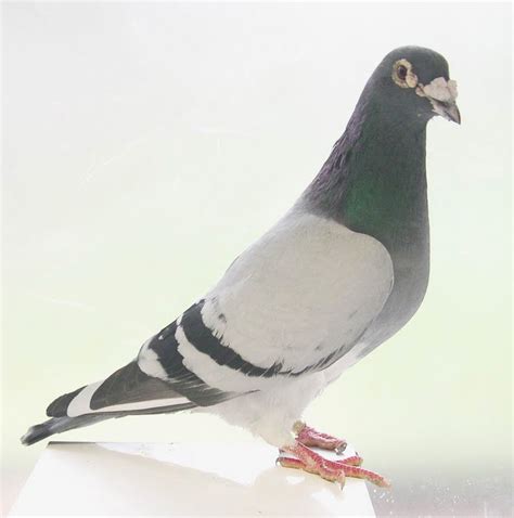 How To Identify Good Racing Pigeons