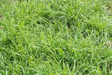 Digit Grass Digitaria Tropical Auswest And Stephen Pasture Seeds
