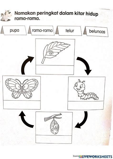 Kitar Hidup Rama Rama Interactive Worksheet Kindergarten Coloring