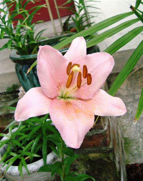 Calla lilies likewise include calcium oxalate crystals and have the same effect on pets as peace lilies. The Deadly Dangers of Lilies - Conscious Companion