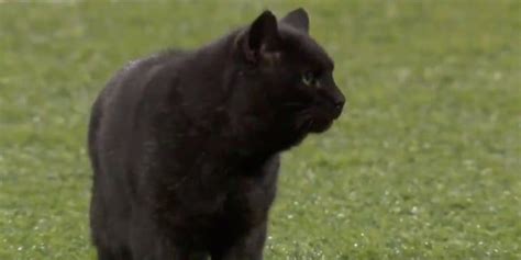 Black Cat Runs Onto Field During Cowboys Vs Giants Game And The