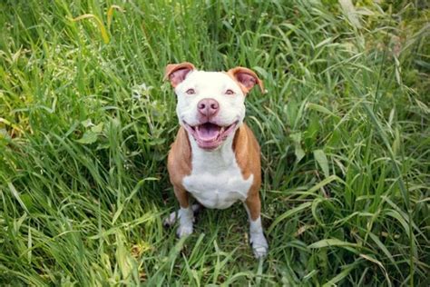 How To Potty Train A Pitbull 12 Expert Tips Pet This And That