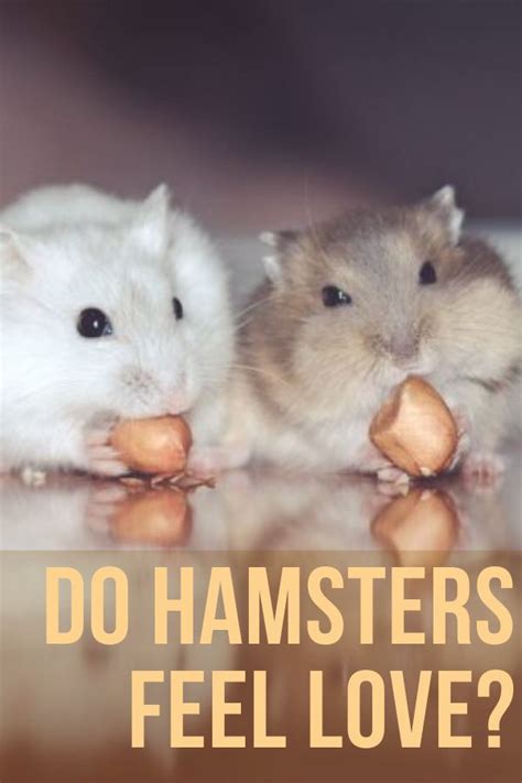 Do Hamsters Feel Love Hamster Funny Hamsters Feeling Loved
