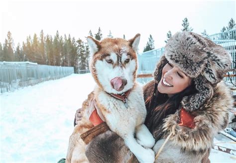 Dog Sledding In Sweden Where To Go And How To Get There The