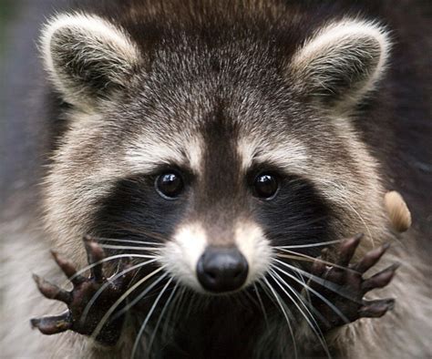 Raccoons And Their Amazing Sense Of Touch