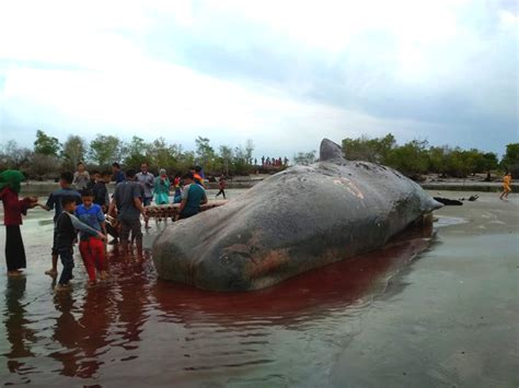 Fenomena paus sperma yang meledak paus yang meledak (exploding whale) atau tepatnya bangkai paus yang meledak. Paus Sperma Ini Mati di Perairan Aceh Timur : Mongabay.co.id