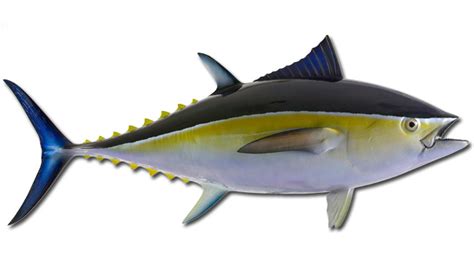Bonita Fish Reproduction Fish Replica Mounted Fish Atlantic Taxidermy
