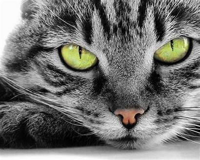 Cat Eyes Cats Desktop Wallpapers Animals Eye
