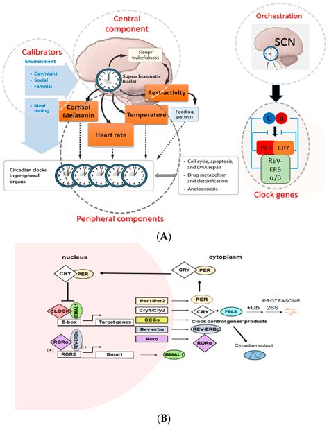 Ijms Free Full Text Molecular Aspects Of Circadian Pharmacology And