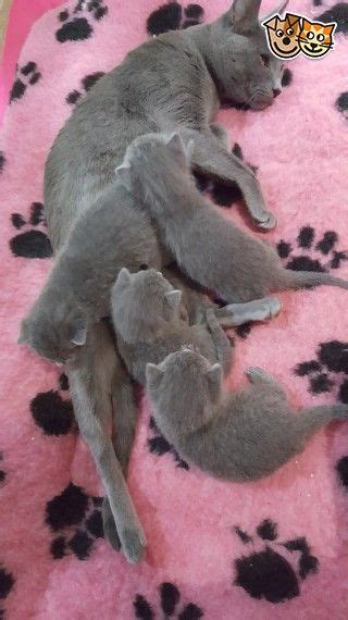 Russian Blue Cats For Sale New Jersey 4 Nj 246106
