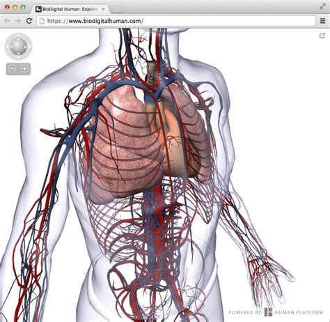 Download upper torso anatomy for free. Interactive virtual human body: an interview with Frank Sculli, CEO, BioDigital