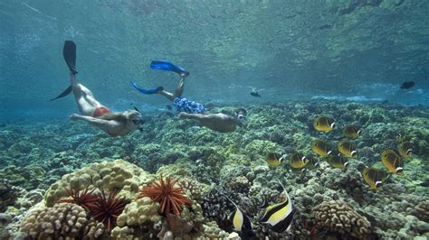 Hawaii Is The First Us State To Ban Sunscreens Harmful To Coral Reefs