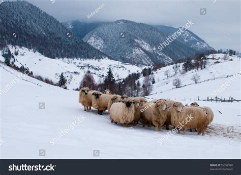 Sheep Flock In Mountains In Winter Landscape Stock Photo 55052980