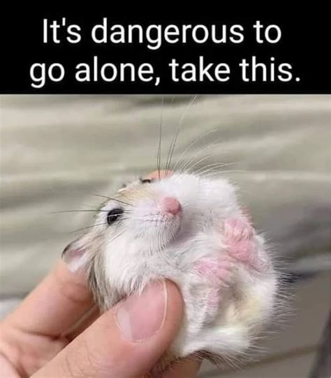 63 Hilarious Hamster Memes That Will Crack You Up Always Pets