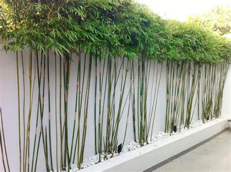 Achten sie darauf, den bambus genau so tief zu pflanzen, wie er zuvor auch im topf gestanden hat, und drücken oder treten sie die pflanze gut an. Bambus im Garten - DIY Sichtschutz für die Terrasse