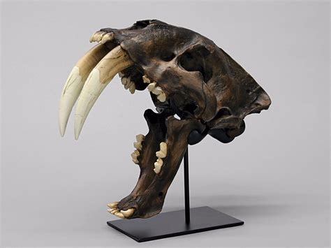 A treasure trove of sabre-tooth tiger and dire wolf bones show how