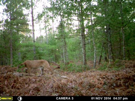 Michigan Dnr Confirms Cougar Sightings In Up