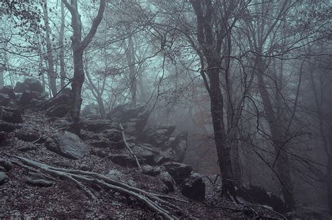 Trees And Rocks In Misty Woods Photograph By Jenny Rainbow Fine Art