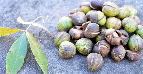 Peanut cacti are susceptible to rot the plant blooms in spring and produces red and yellow fruits with black seeds. 15 Trees Every Outdoor Lover Should Learn to Identify ...