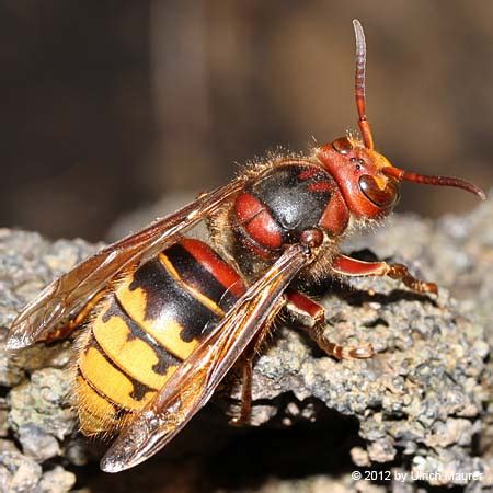 Aug 27, 2020 · einzelne hornissen lassen sich sanft, aber sicher vertreiben. Ulrichs Tierwelt: Hornisse - Königin