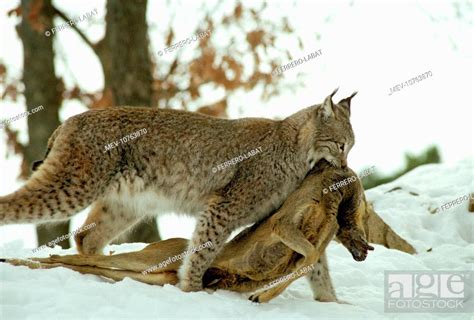 Eurasian Lynx Hunting
