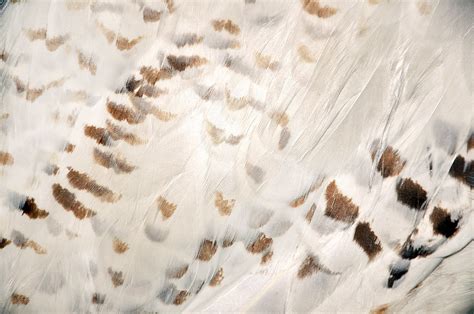 Snowy Owl Feathers Texture Free Texture Mary Vican Flickr