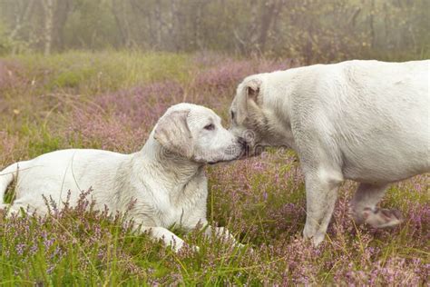Two Dog Puppies Cuddle Together On Field With Flowers Stock Photo