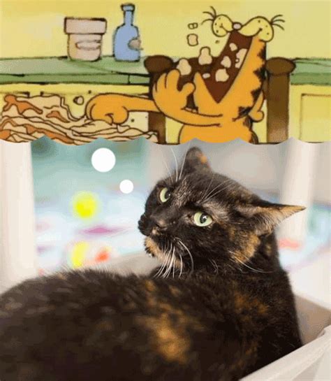 Every year animal humane society provides direct care and services to help more than 100,000 animals in need across minnesota. Cat Eating GIF by Nebraska Humane Society - Find & Share ...