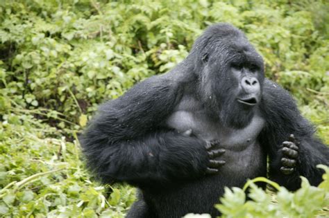 Facts About Mountain Gorillas Wave Expeditions Uganda