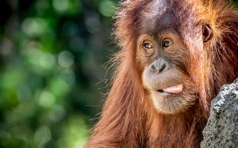 14 nerd halloween costumes inspired by memes. Download wallpapers Orangutan, close-up, monkey, funny ...