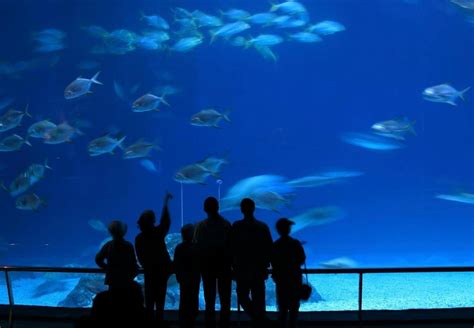 The Best Aquarium Of Western Australia Aqwa Tours And Tickets 2021