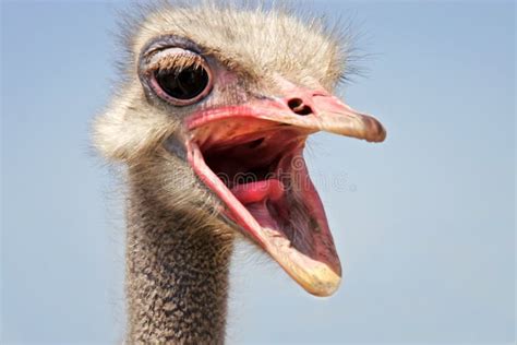 7104 Funny Ostrich Stock Photos Free And Royalty Free Stock Photos