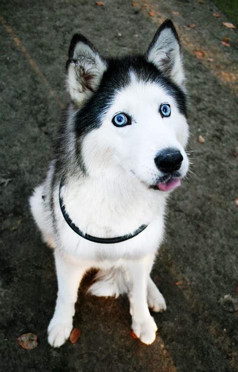 Free Photo Cute Husky Dog Animal Animals Blue Free Download Jooinn