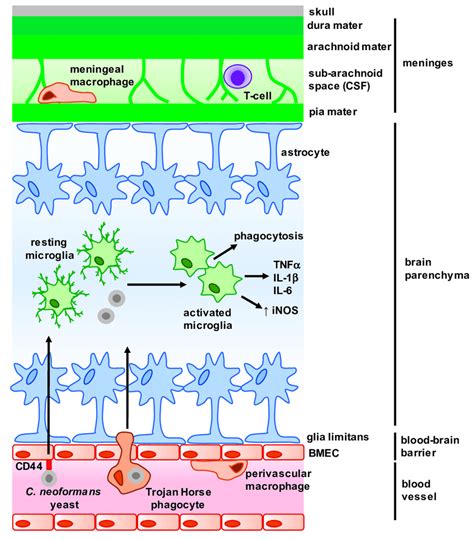 More detail and supporting information is in the main article. Overview of the main structures and cells of the central nervous system... | Download Scientific ...