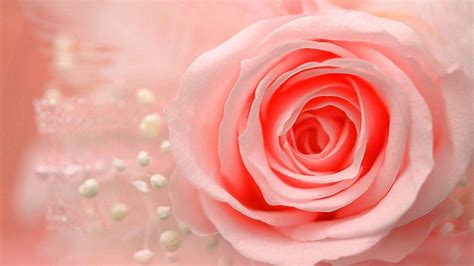 Hd Exclusive Red And Pink Rose Hd Wallpaper Wallpaper Quotes