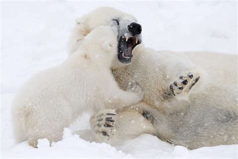 Peek A Boo Mummy Adorable Images Show Polar Bear Cub Playing Cuddling