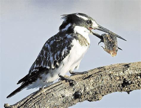 All About The Pied Kingfisher Bird Of The Week Southlands Sun