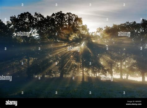 Sunbeams Shining Through Forest Stock Photo Alamy