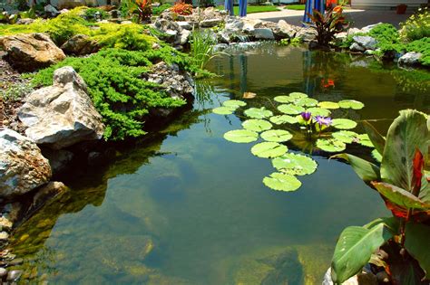 The Benefits Of Aquatic Plants And Water Garden Landscaping The Deck