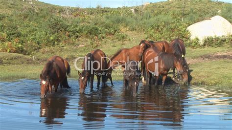 Wild Horses Drinking In Pond Lizenzfreie Stock Videos Und Clips