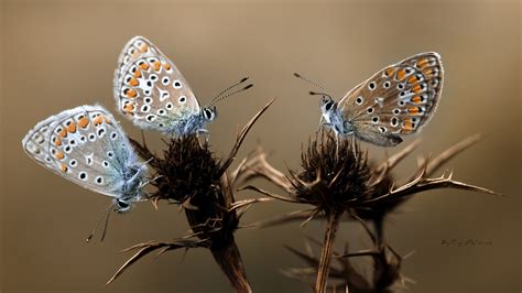 1920x1080 Px Animals Butterfly Close Insect Macro Nature Up Architecture Modern Hd Desktop